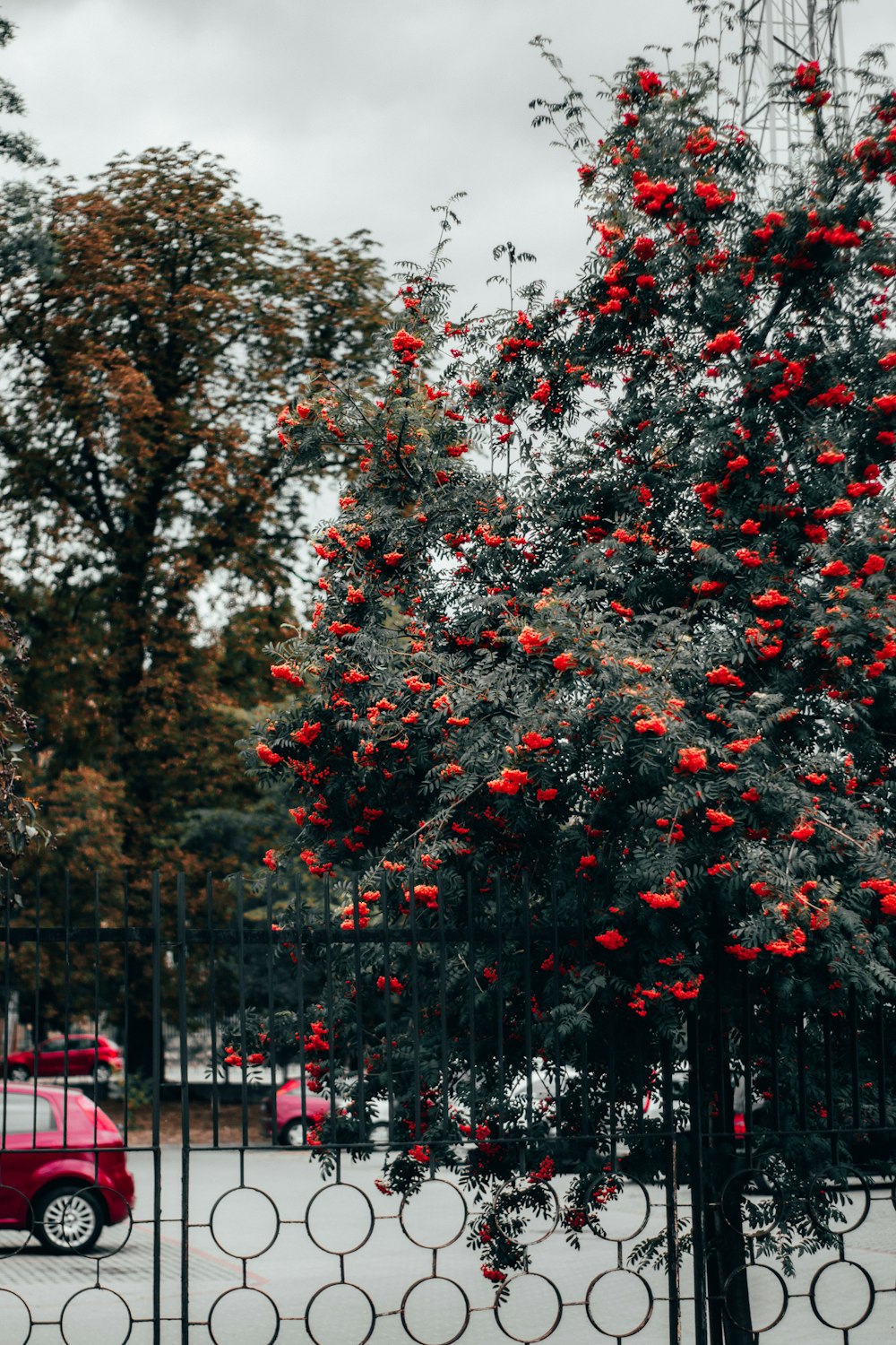 red-petaled flower