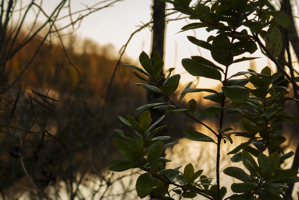 green-leafed plant