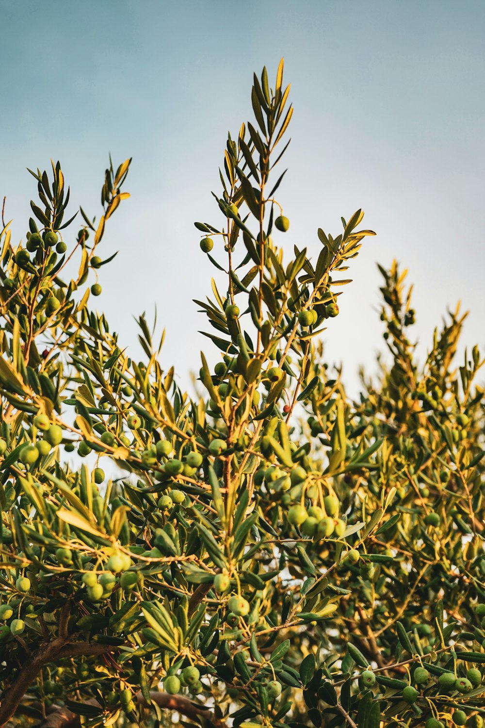 alberi verdi durante il giorno