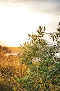 Rows of olive trees with sunlight filtering through, highlighting the green leaves.