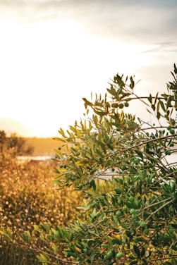 A team carefully handling olive tree biomass in a sunlit field with machinery in the background.