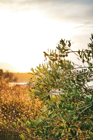 Sunlight filters through the foliage of an olive tree, highlighting the vibrant green leaves and small olives. The background features a hazy golden field under a bright sky.