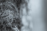 A close-up view of a complex network of twigs, branches, or roots with a blurred background. The image has a monochromatic tone and features intricate natural patterns.