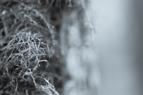 A close-up view of a complex network of twigs, branches, or roots with a blurred background. The image has a monochromatic tone and features intricate natural patterns.