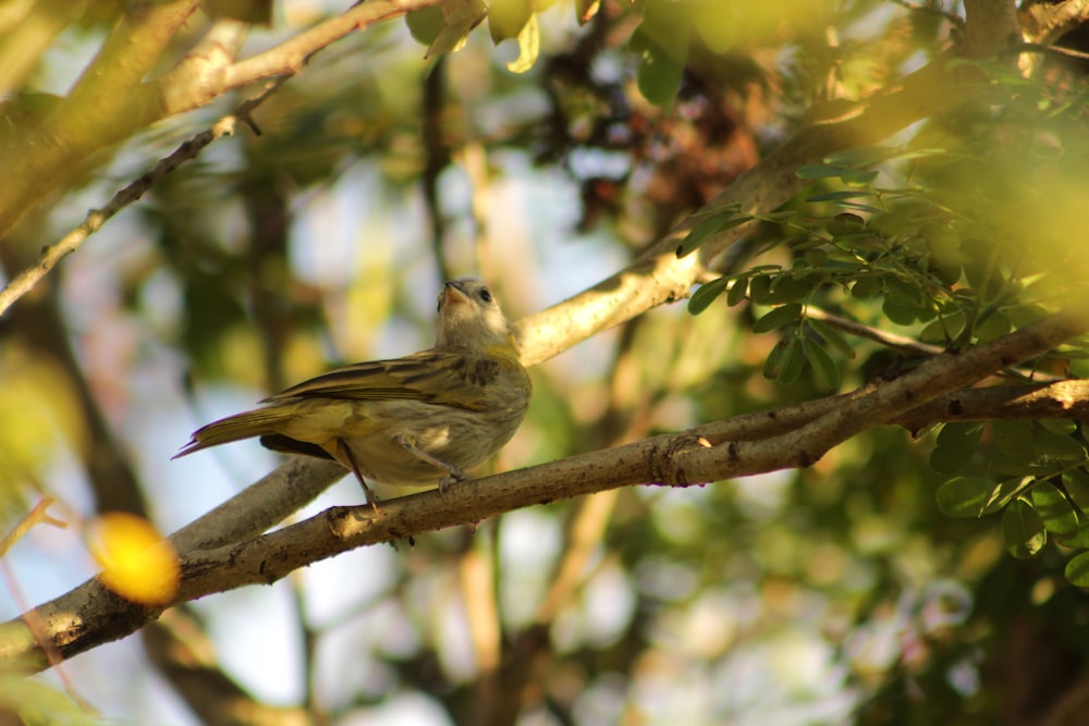 brown bird pearching on tree