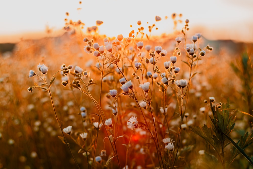 white flower