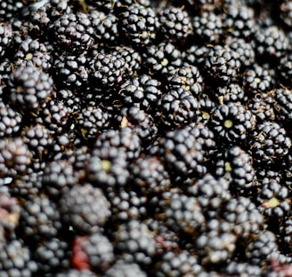 closeup photo of blueberries