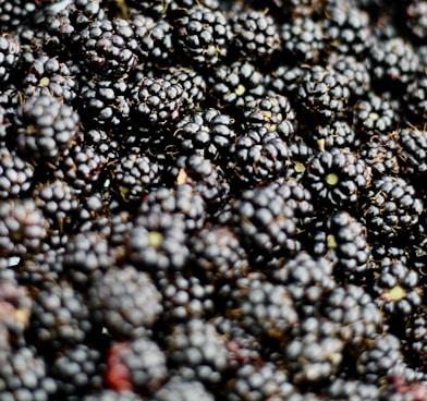 closeup photo of blueberries