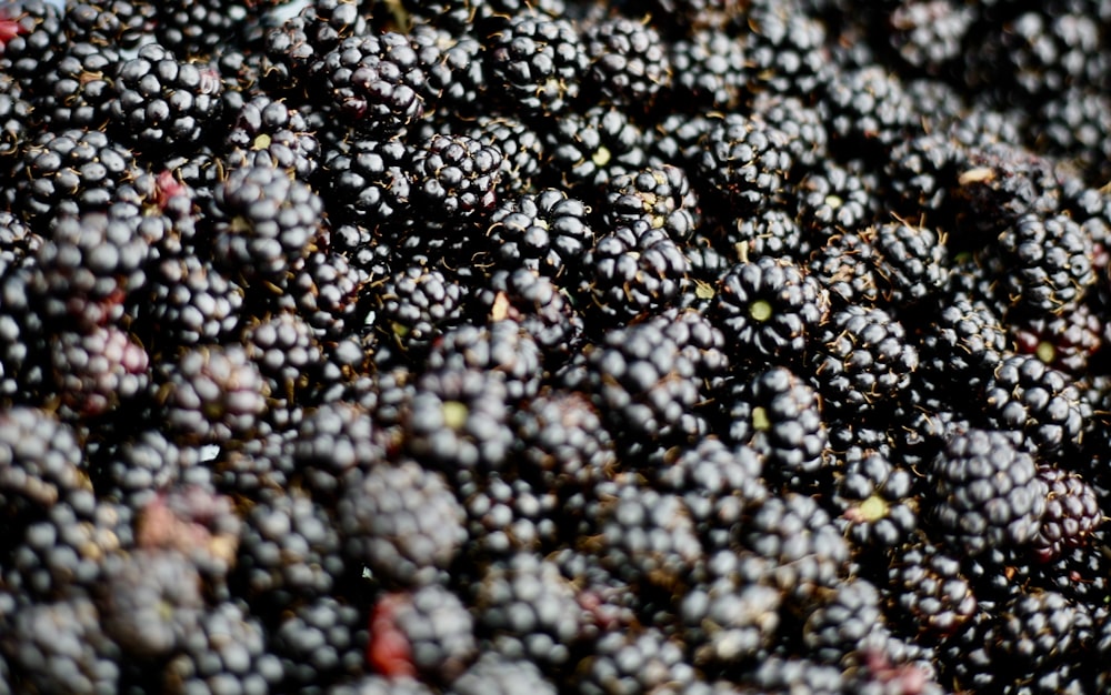 closeup photo of blueberries