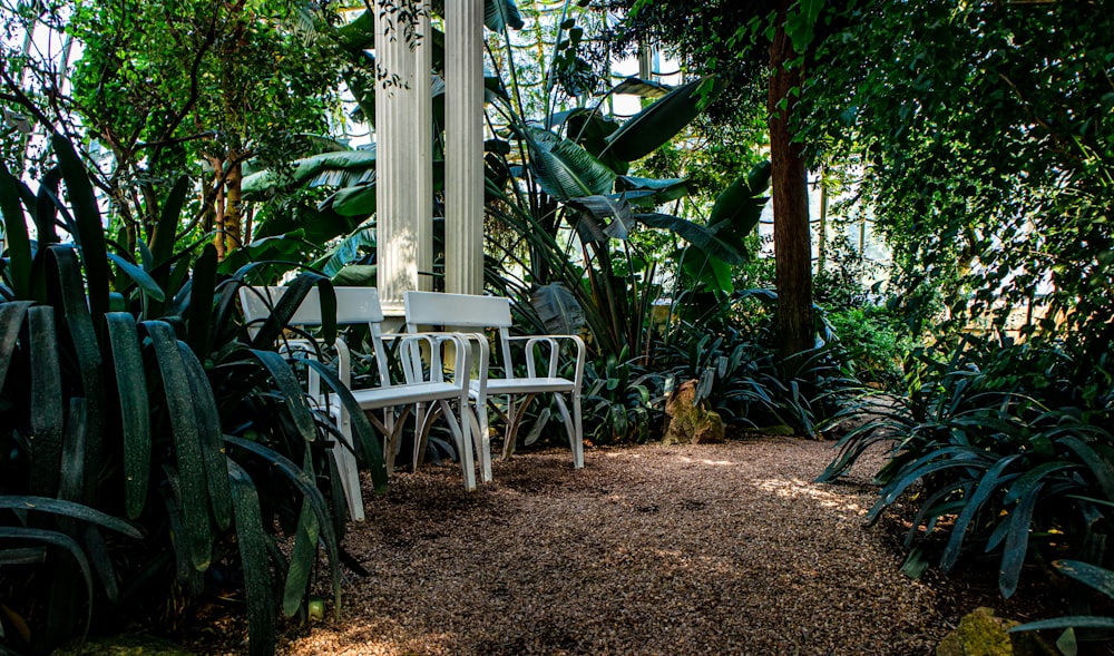 whitearmchairs beside plants