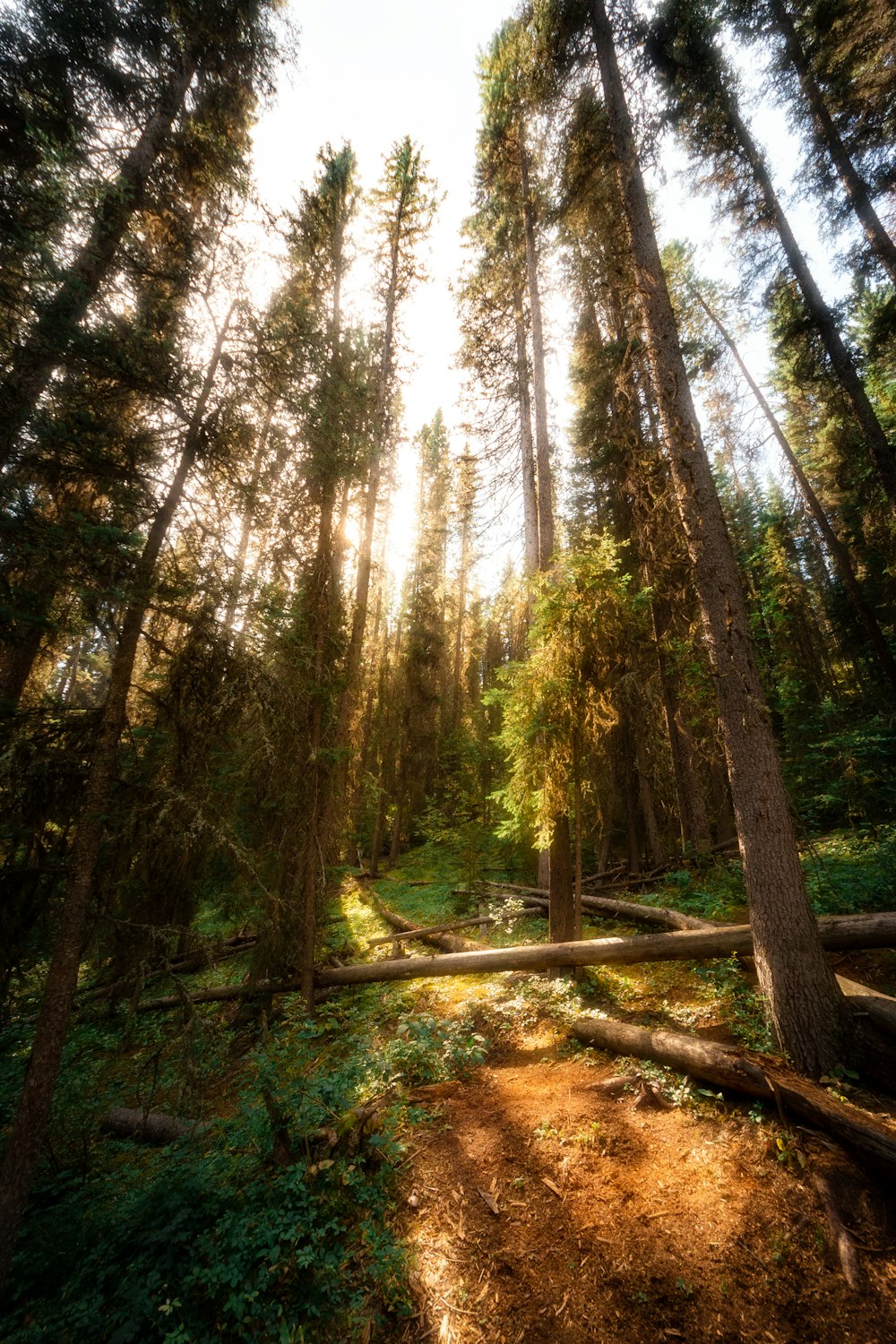 green pine trees