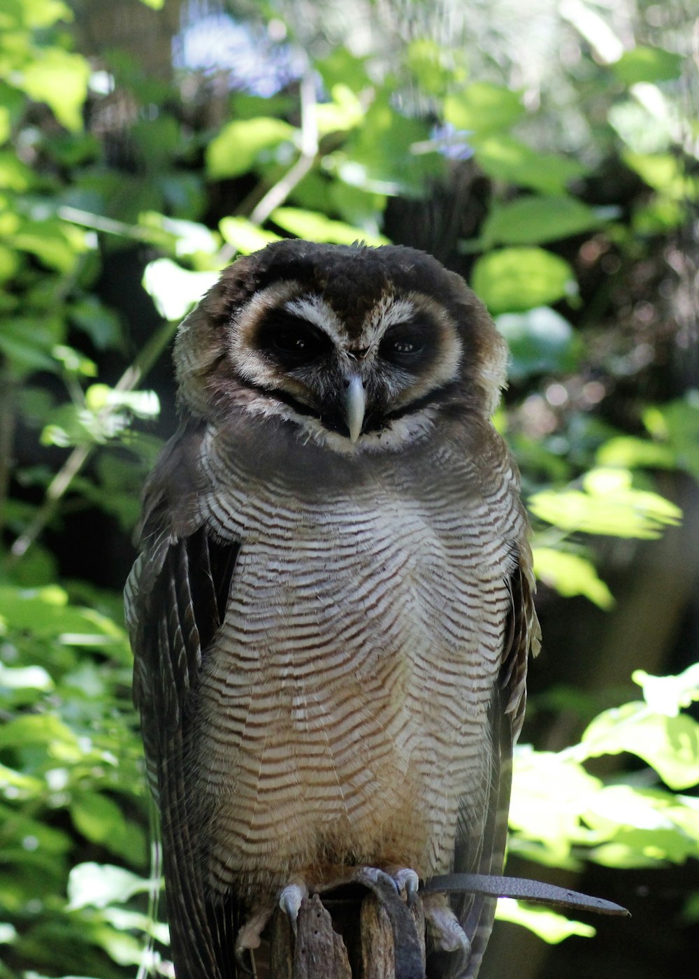 white and brown owl