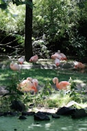 pink flamingos under trees