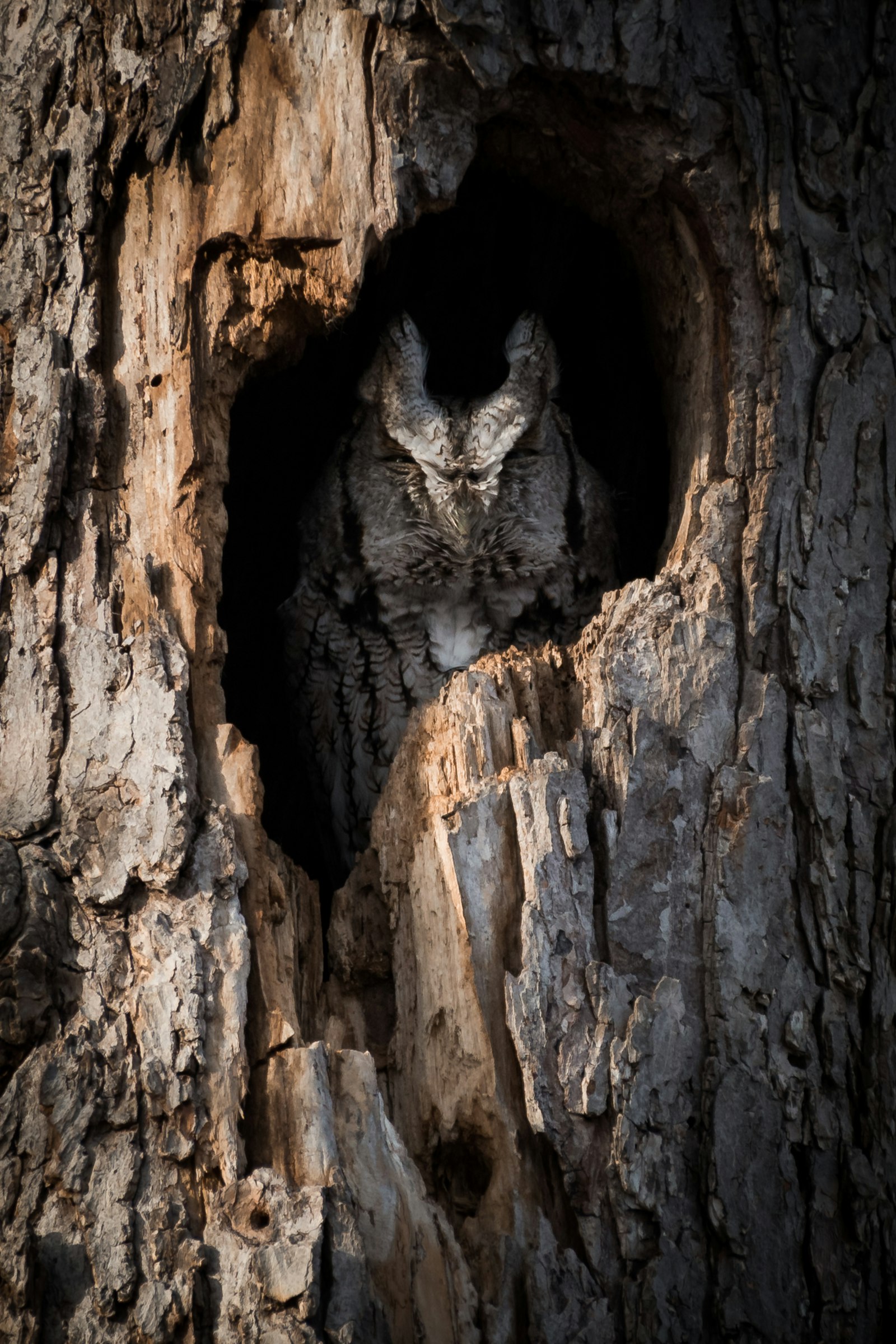 Nikon AF-S DX Nikkor 18-300mm F3.5-6.3G ED VR sample photo. Owl inside tree hole photography