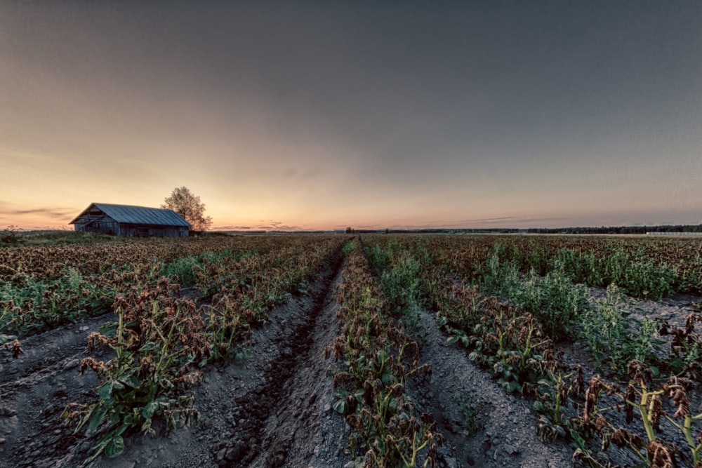 wilting plants on farm field under grey cloudy sky