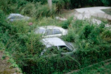 Silent overgrown highways with abandoned vehicles half-buried in vegetation.