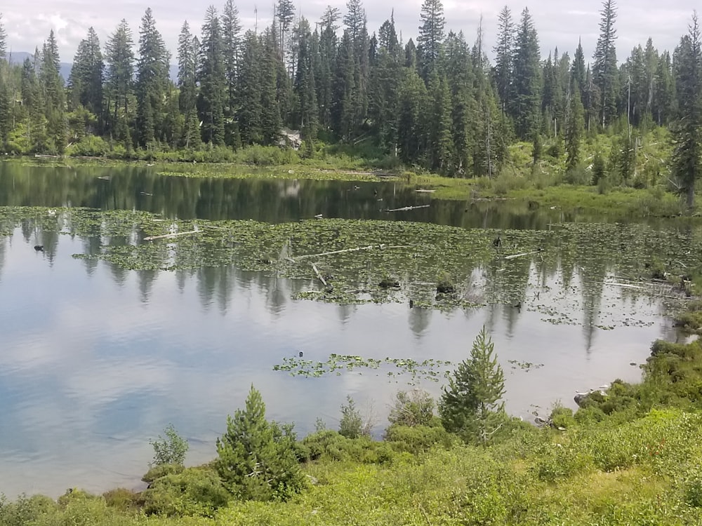 calm body of water and green pine trees