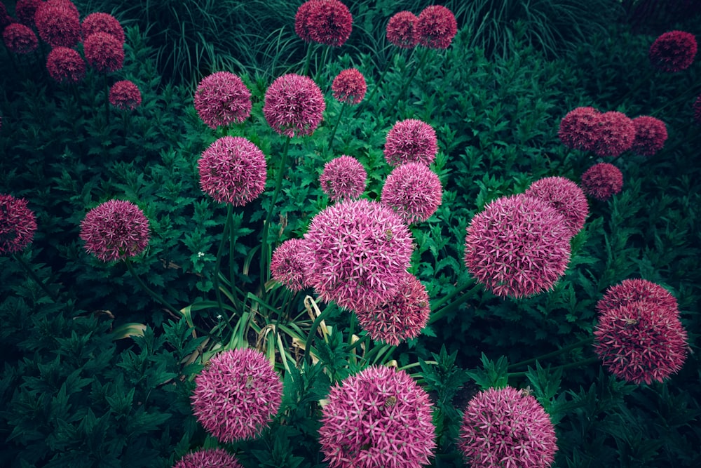 flor de racimo rosa