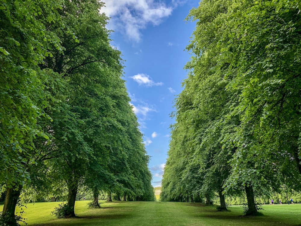 green leaf tree