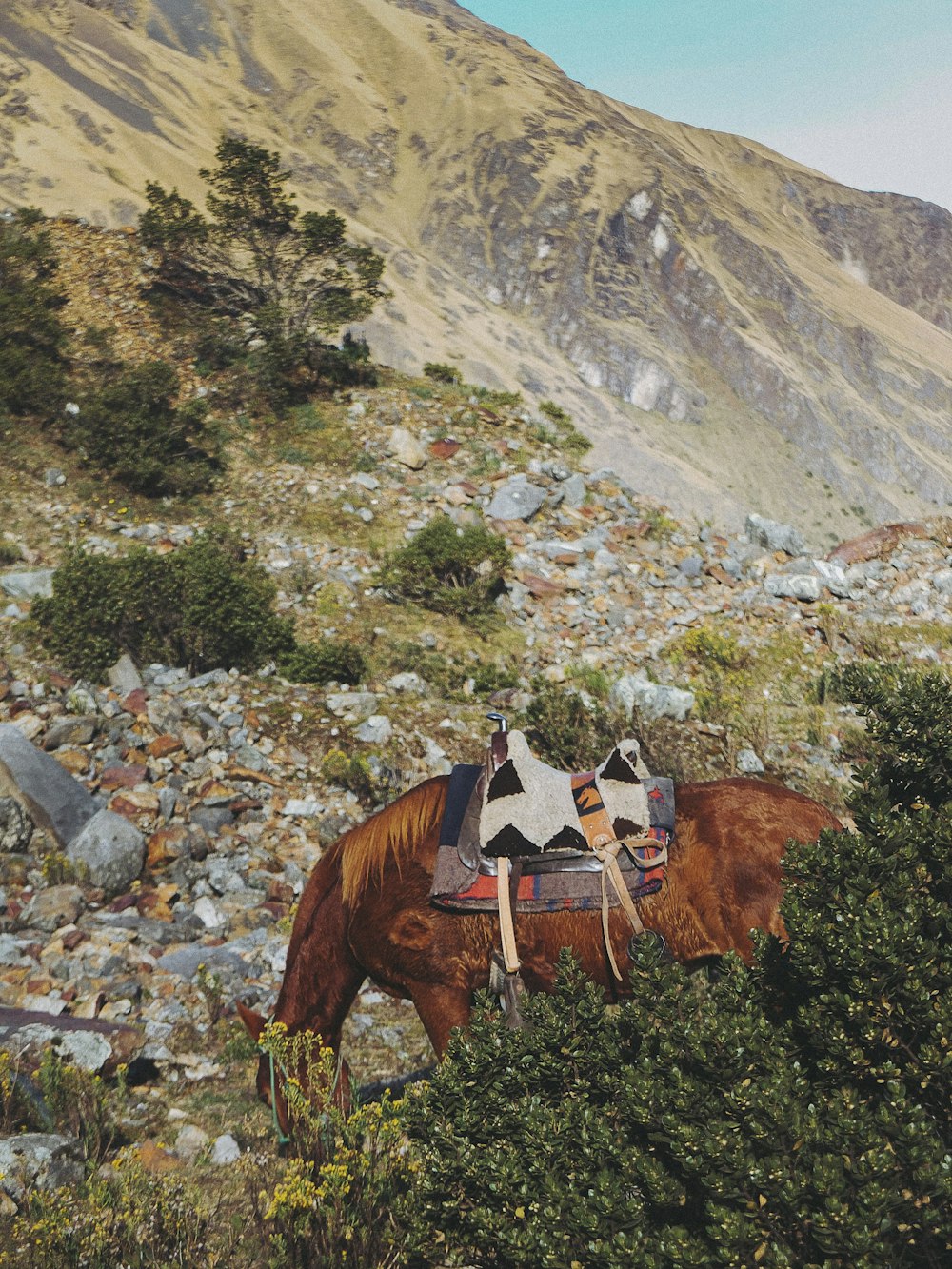 brown horse at a mountain