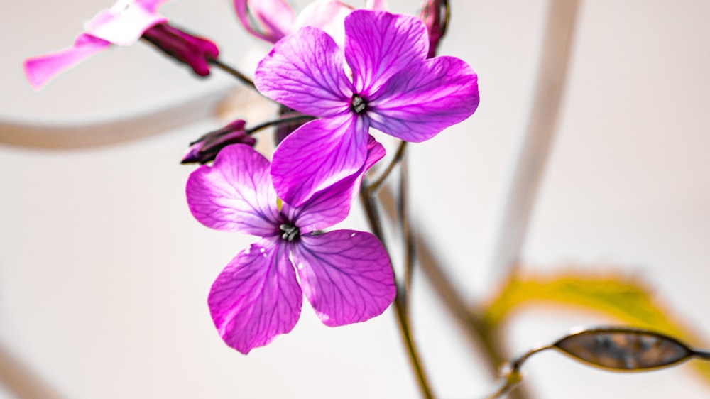 purple-petaled flowers