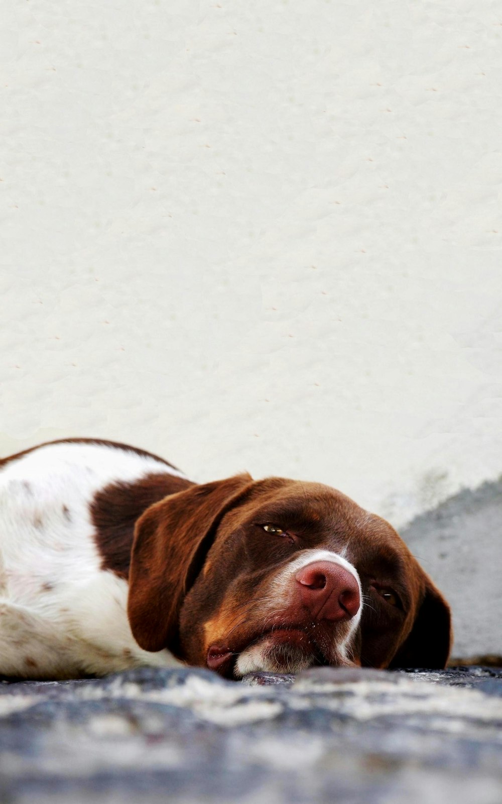 white and red dog