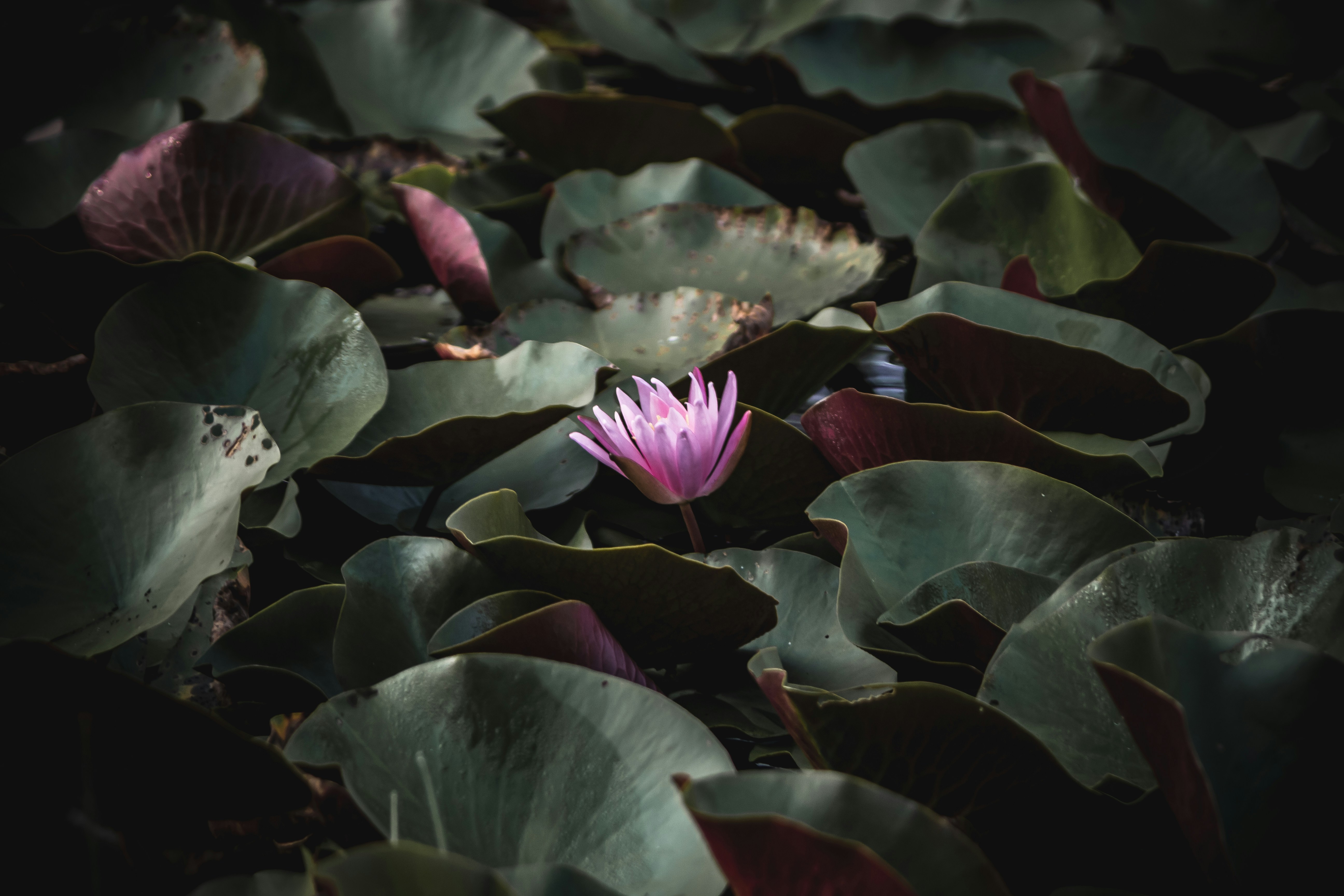 Photo by andywang02021