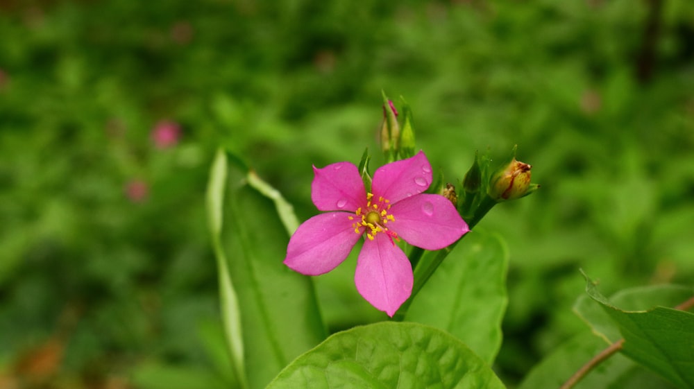 pink flower