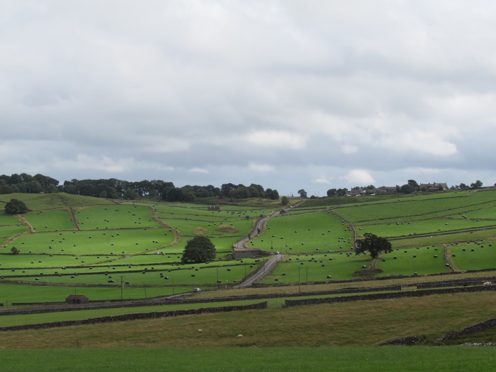 green grass field