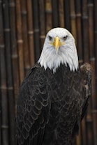 A majestic bald eagle with piercing yellow eyes and a prominent yellow beak is perched against a background of vertical wooden planks. The eagle's white feathered head contrasts strikingly with its dark brown plumage. The feathers are well-defined, adding texture and depth to the image.