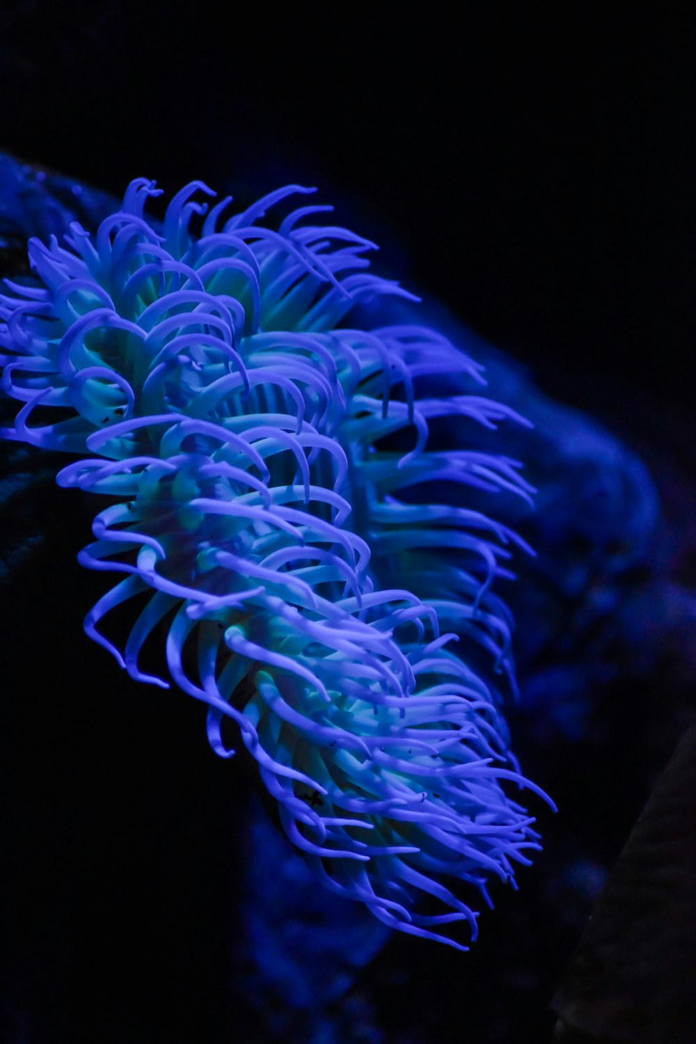 Eine blaue Seeanemone im Aquarium