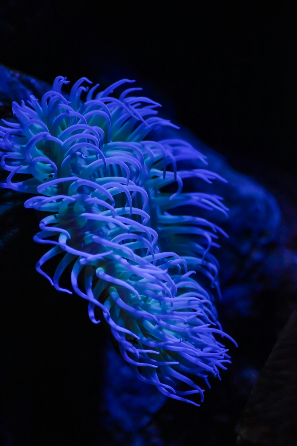 a blue sea anemone in an aquarium