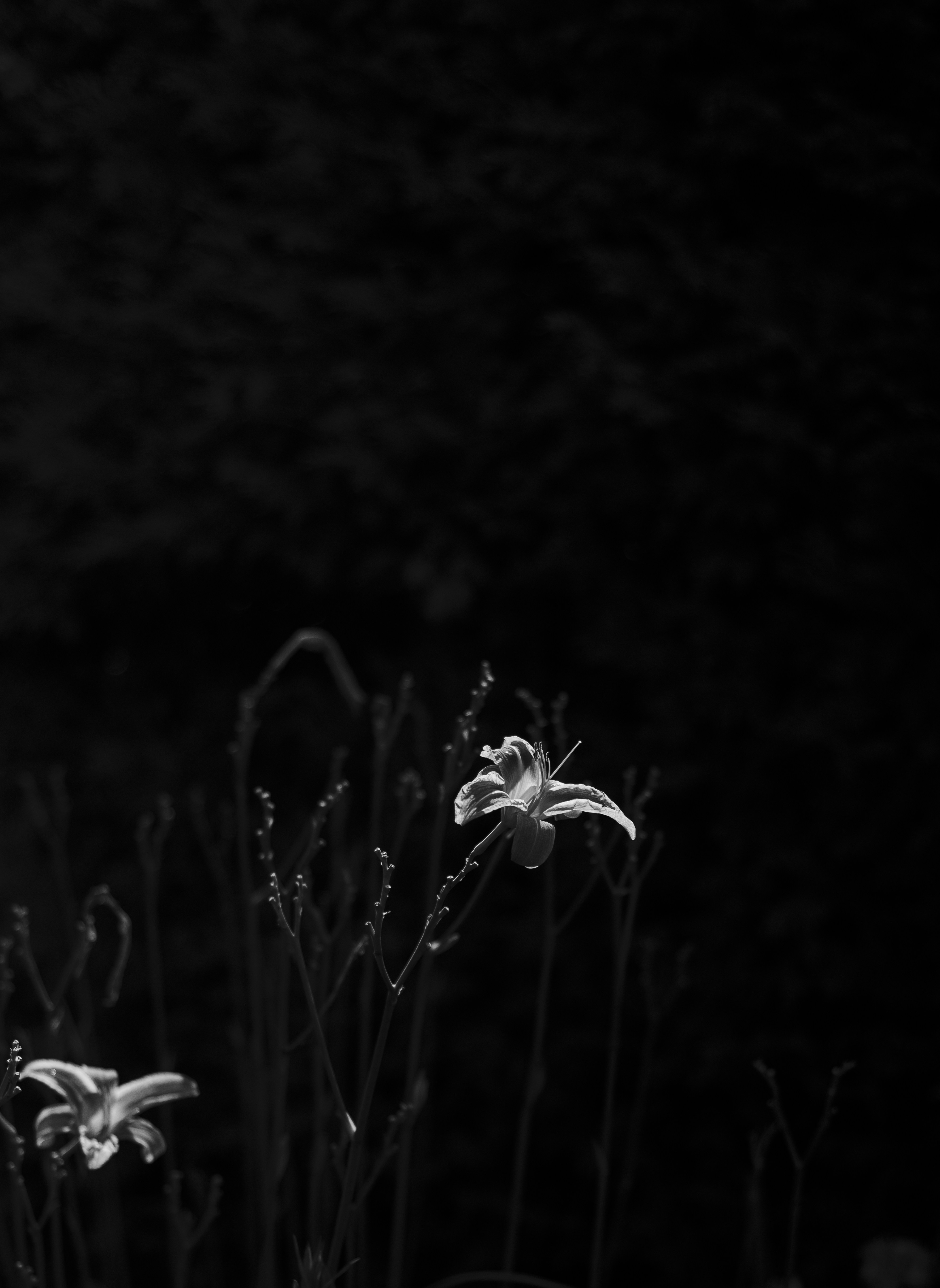 Photo by tristan_gevaux