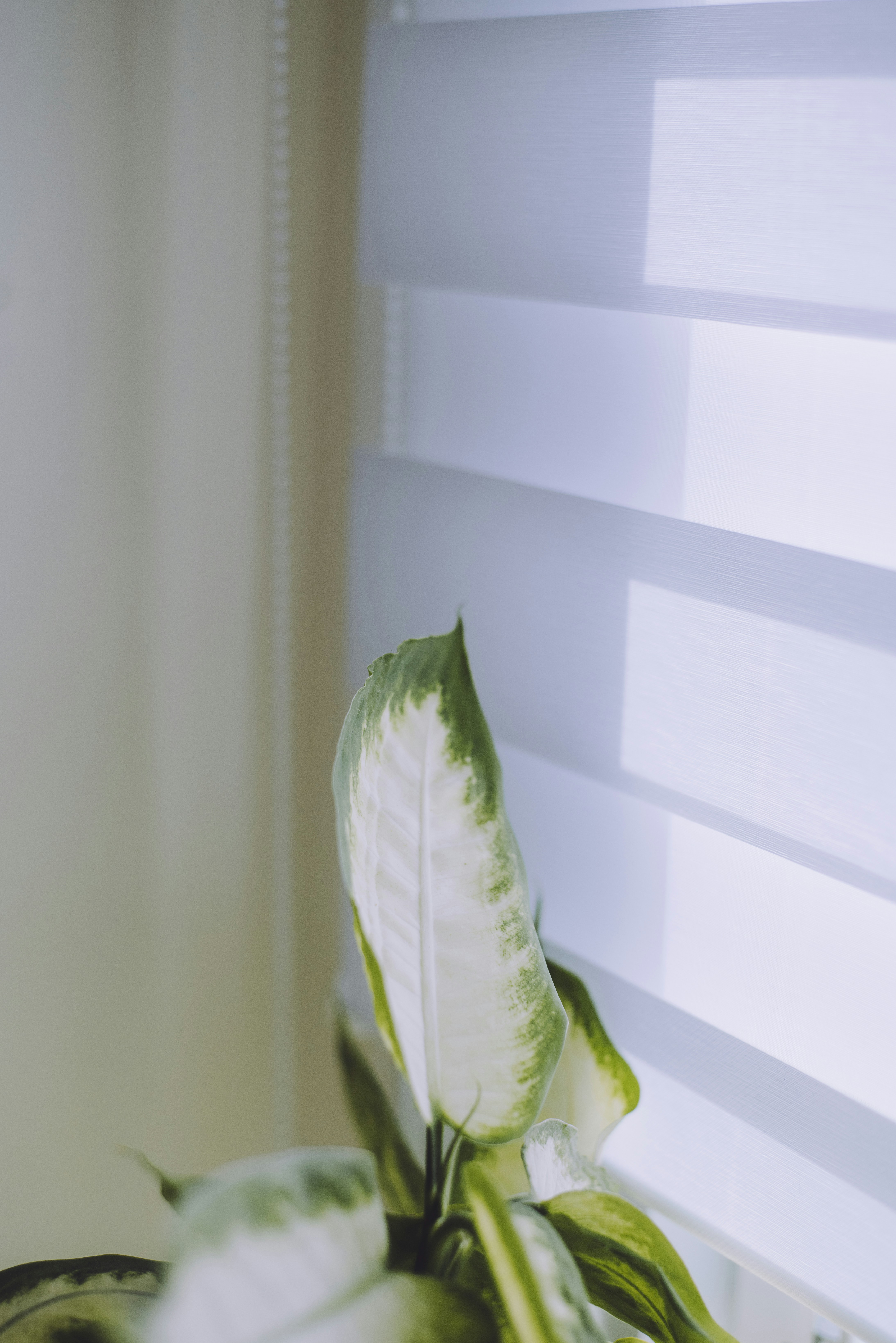 Photo by tristan_gevaux