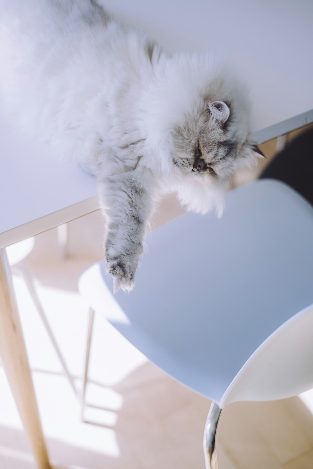 long-fur white cat