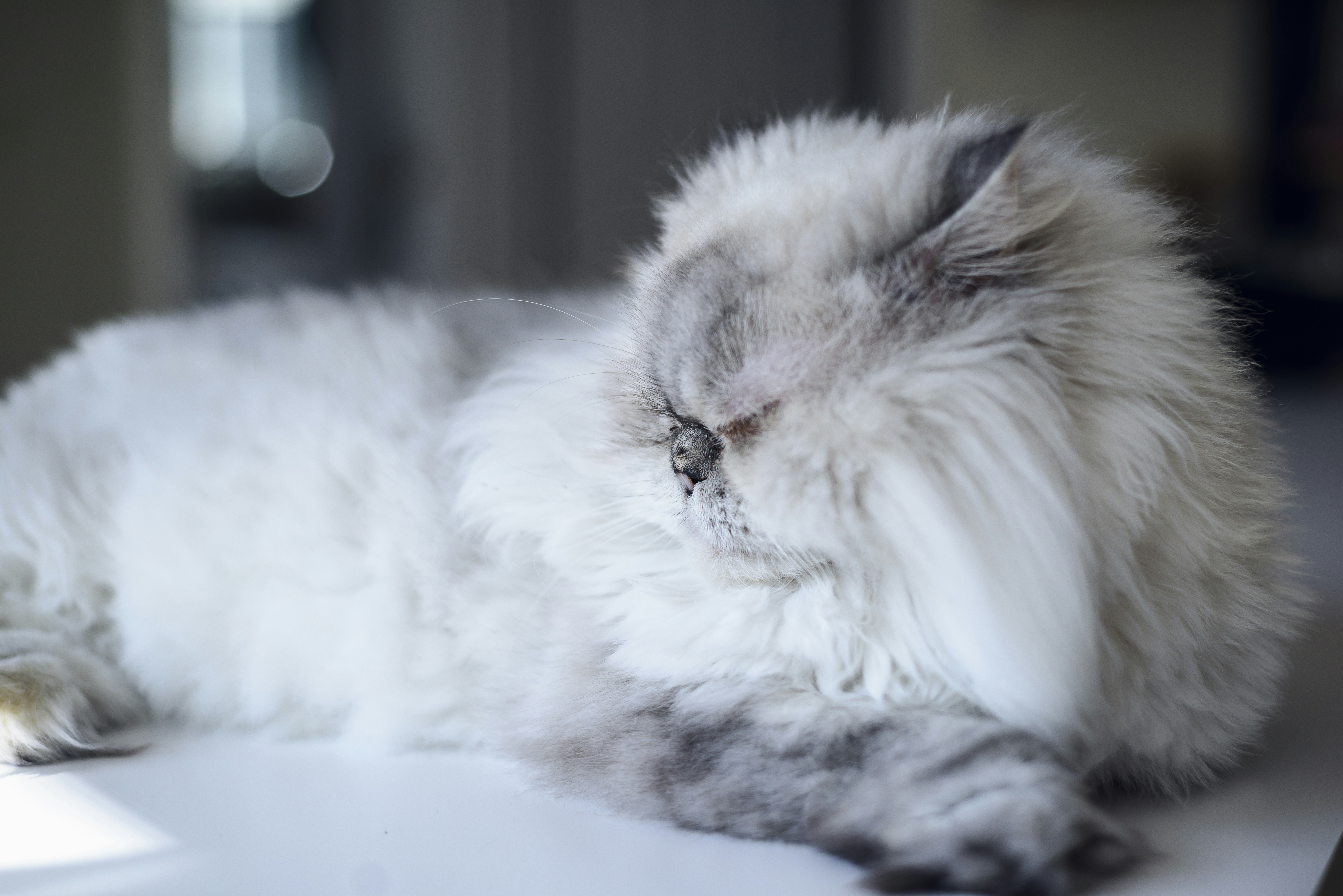Check Out The 3 Best Cat Food For Picky Older Cats! Top Cat Breeds