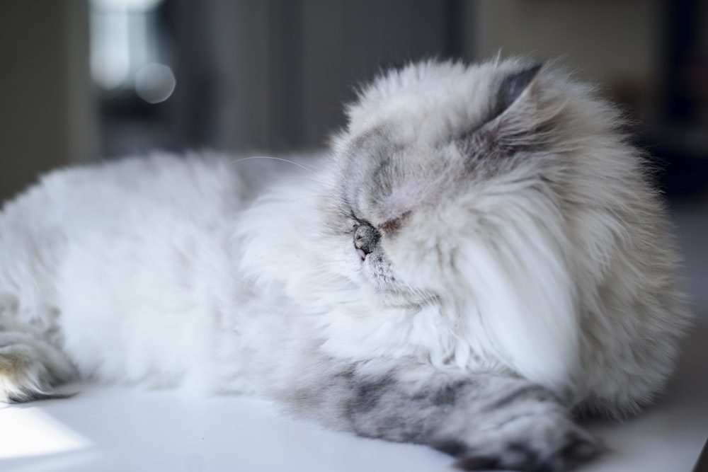 white and gray cat lying on floor