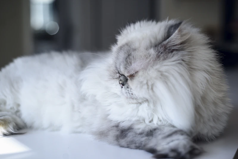 Matted persian cat before professional cat grooming