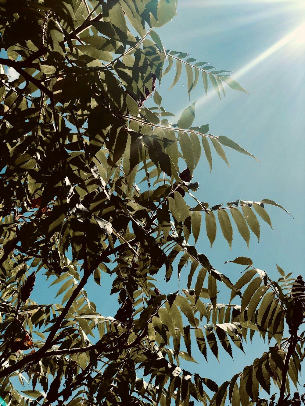 green-leafed plant