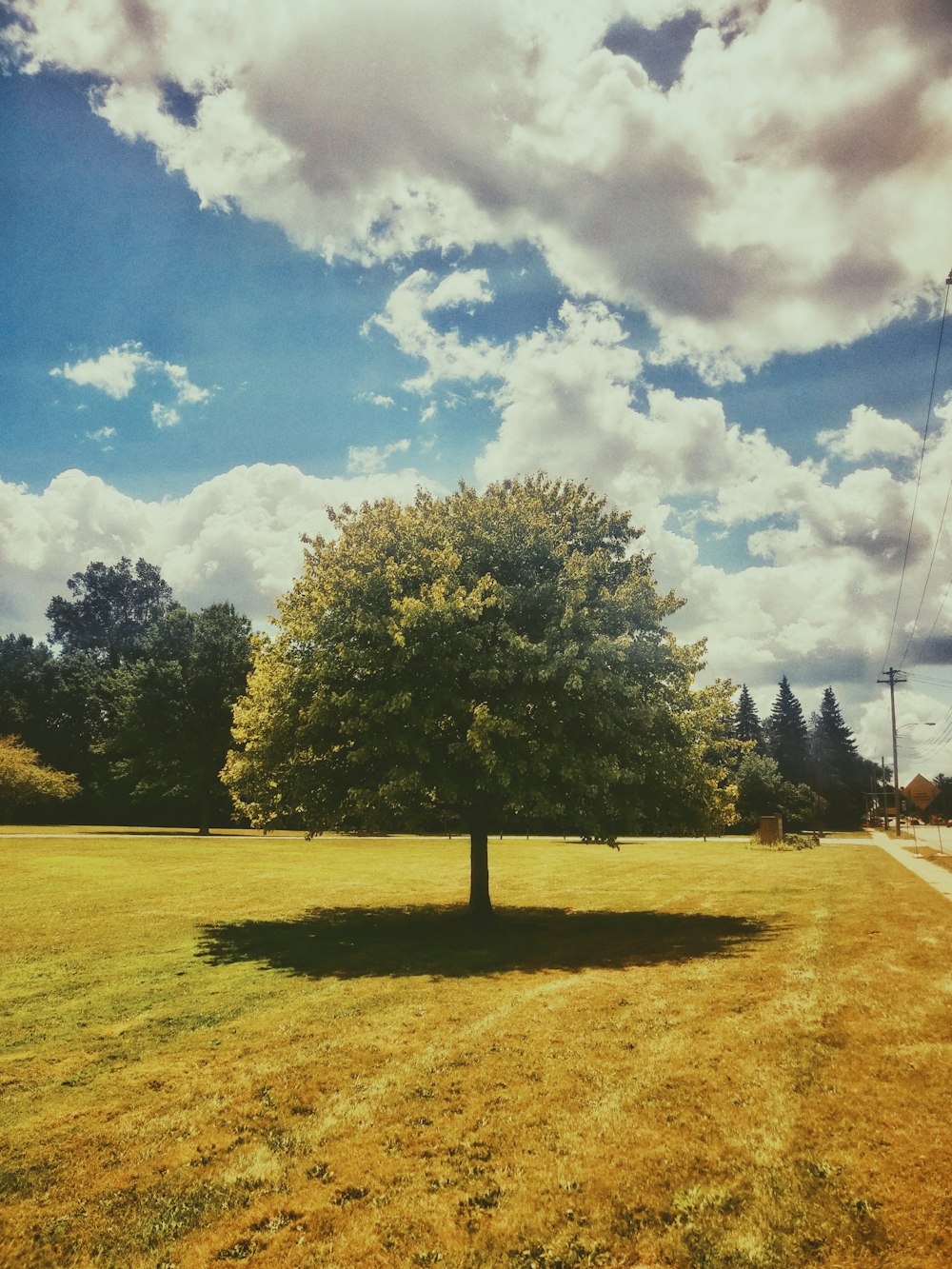 árbol de hoja verde en campo verde bajo cielos blancos y azules