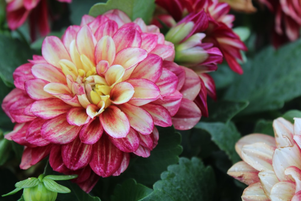 pink-and-yellow cluster flower during daytime