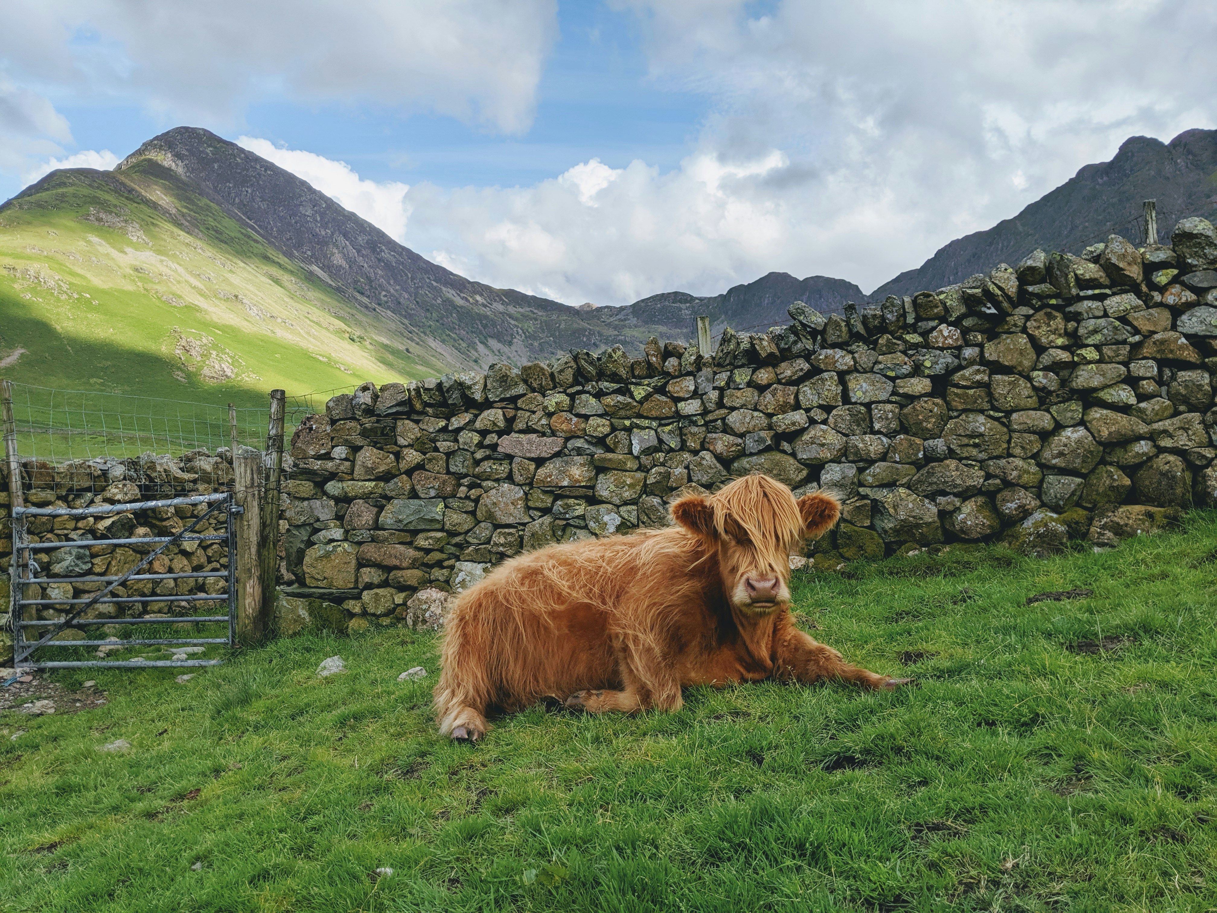 Braunes Yak auf grüner Wiese Aussichtsberg