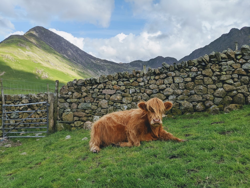 brown yak on green field viewing mountain