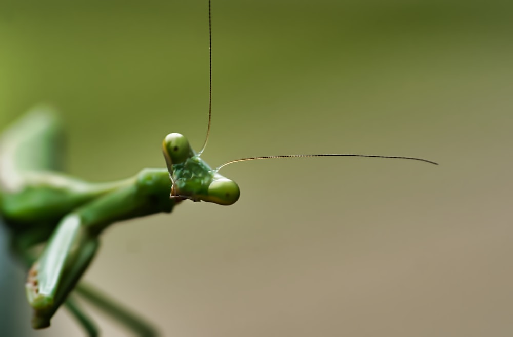 mantide verde