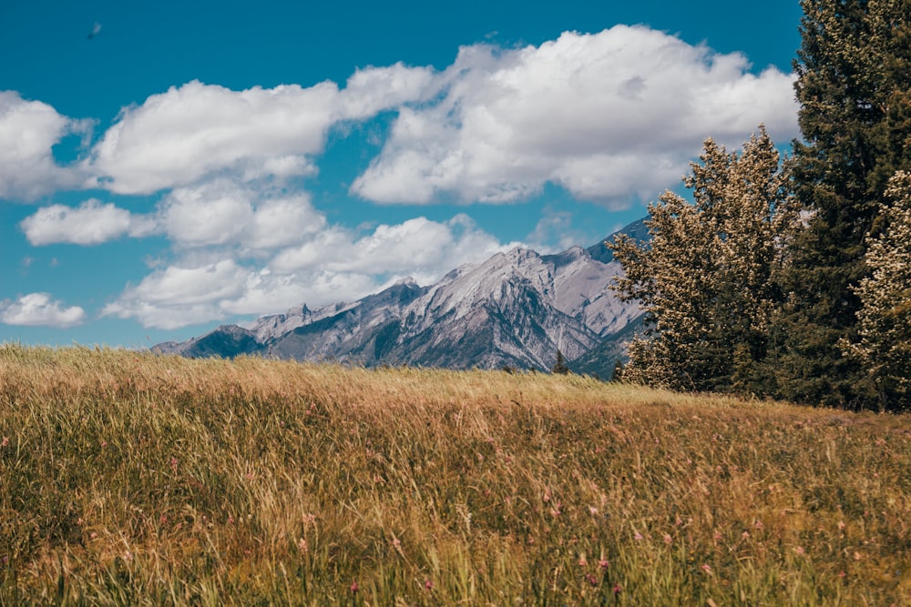 brown grass field