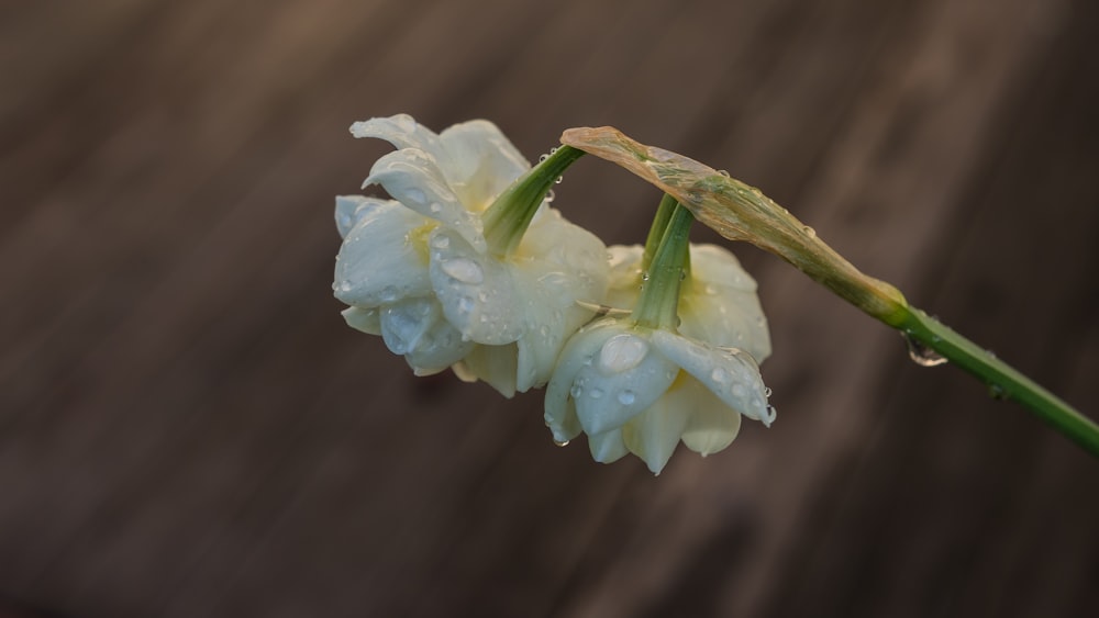 white petaled flowers