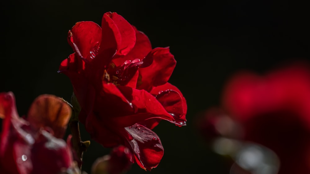 fotografia de foco seletivo de flores de pétalas vermelhas