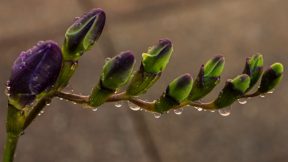 purple-and-green flower bulbs