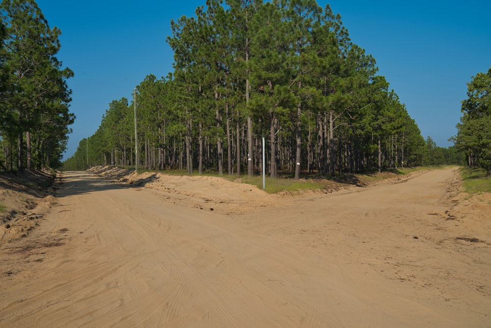 two dirt roads between trees during daytime