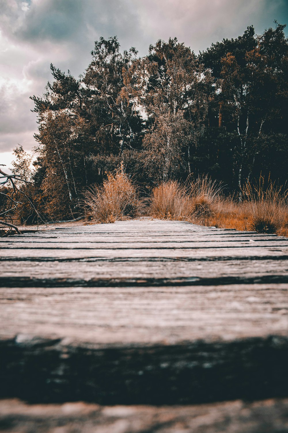 une passerelle en bois au milieu d’une forêt